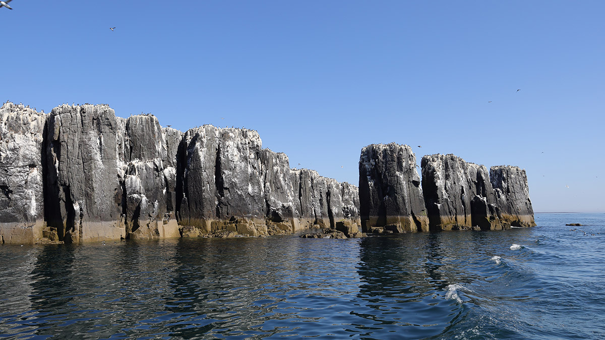 Farne Islands